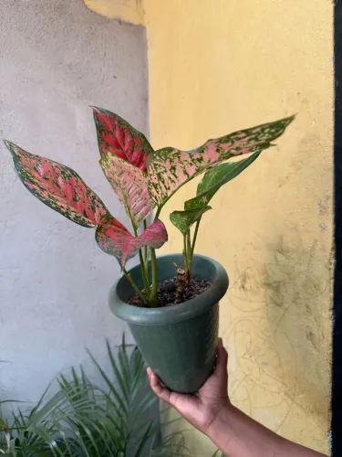 Plantas