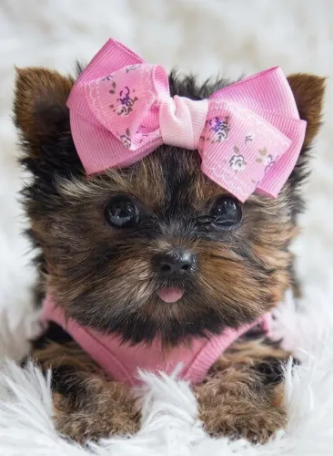 Yorkshire terrier micro com pedigree!