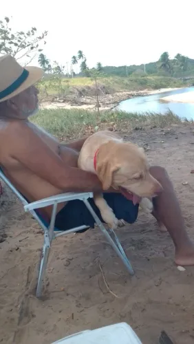 Doação de um labrador  