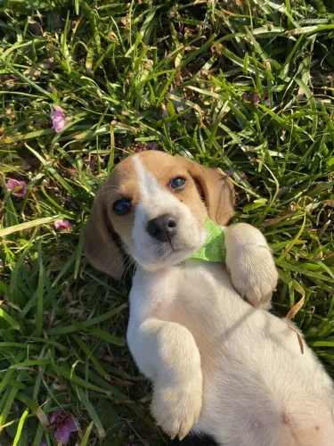 Beagle Últimas filhotinhos - esse cachorro pode ser seu