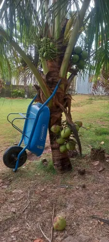 Pés de Coqueiros em produção