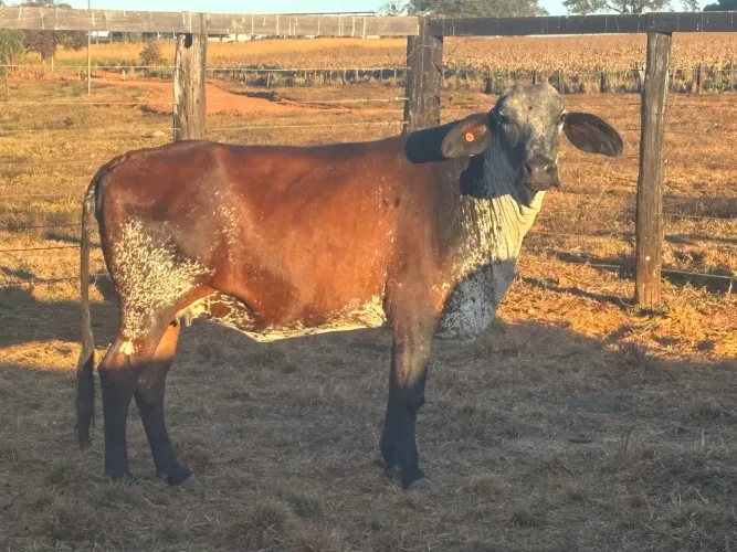 Vaca leiteira