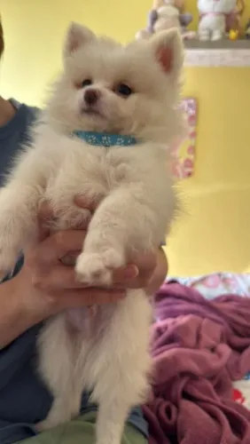 Spitz alemão/Lulu da Pomerania Creme 2meses<br>