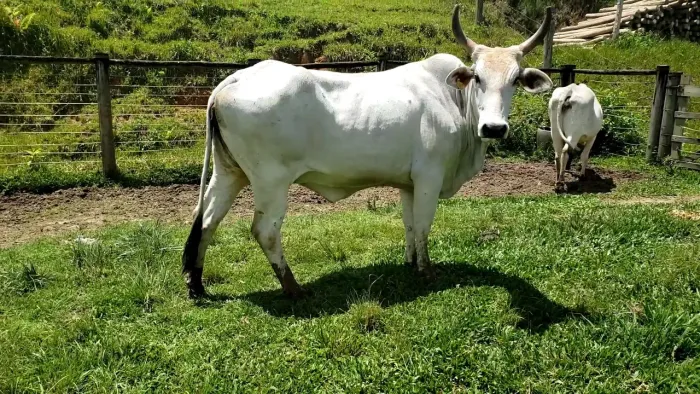 Vacas  Prenhas  zebuas mansas 