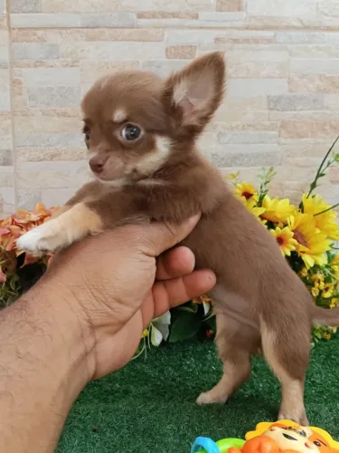 Chihuahua
