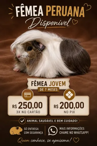 Porquinho da índia FÊMEA