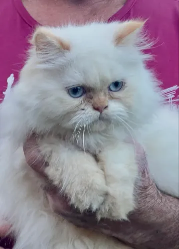 Fofura de olhos azuis . Persa fêmea com pedigree 