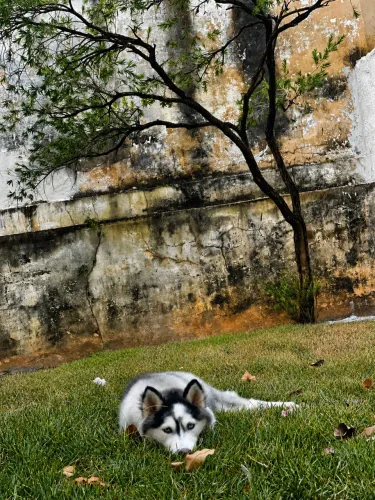 Cachorro 
