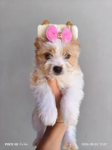 Yorkshire Golddust Terrier Fêmea