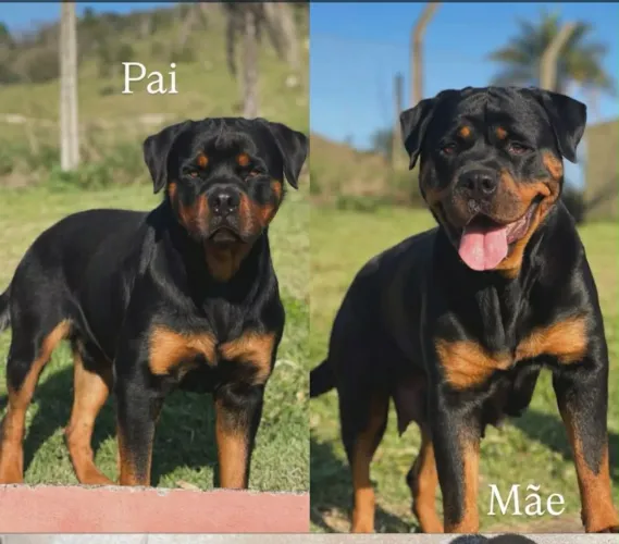 Lindos hottweilr fêmea raça pura pais com pedigree no canil van Olive