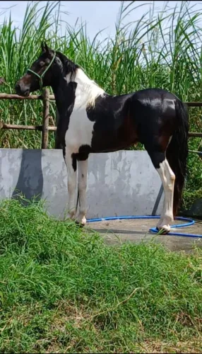Potro mangalarga registrado, neto do Elfo do Porto Azul