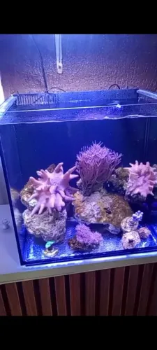 aquário 40x40x40 sump traseiro