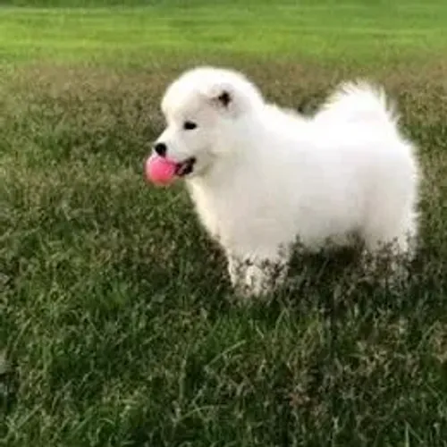Samoyeda,Samoyeda Filhote Disponível Alta Qualidade