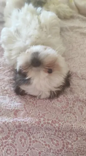 Vendo Shitzu de pai e mãe mesma raça, fêmea