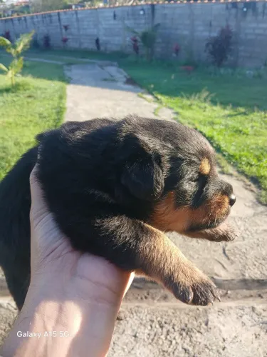 Filhote de Rottweiler