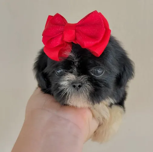 Filhote shih tzu, Seu novo companheiro de aventuras está pronto para te conhecer!