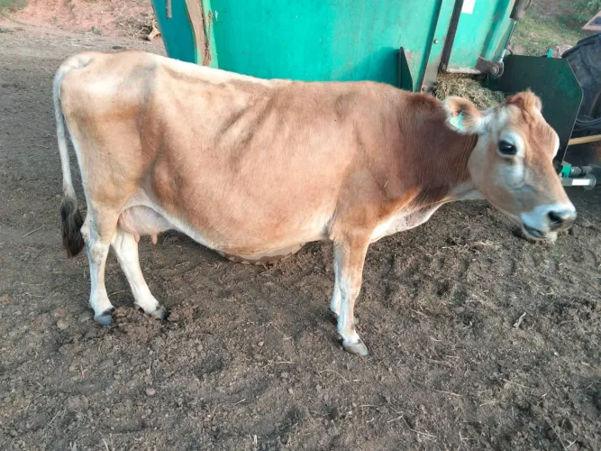 Vacas Jersey 