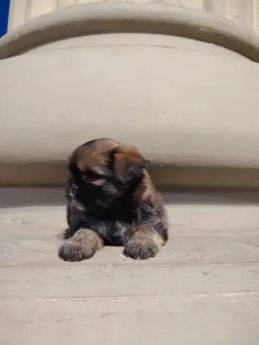 Shih tzu