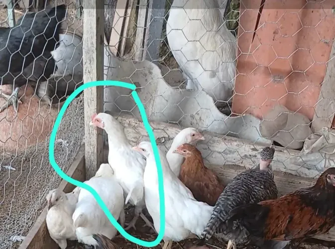 Frangas