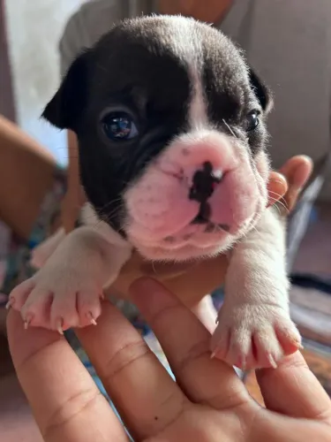 Vendo Bulldog francês 