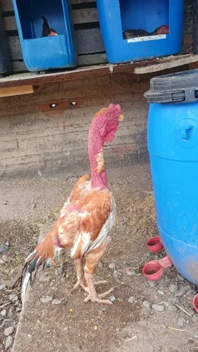 Frango asel bico curto 