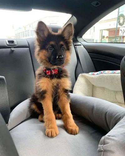 Pastor alemão  Um cachorro que é puro encanto