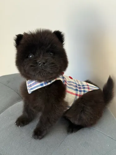 Chow Chow 