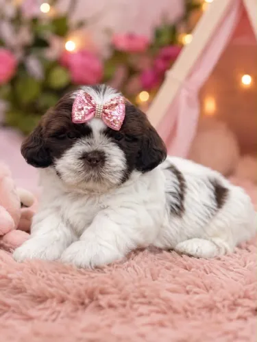 Cachorrinha linda perfeita pra você hoje 
