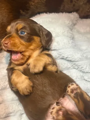 Filhotes Dachshund