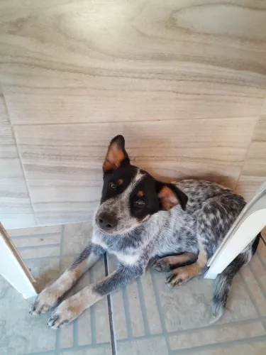 Boiadeiro australiano macho