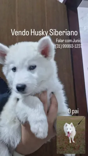 Vendo filhotes de husky siberiano