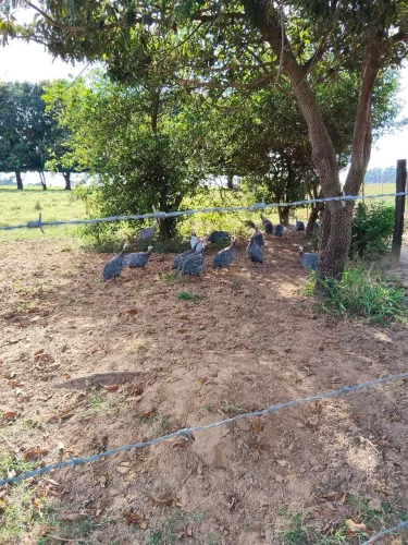 Vendo angolas