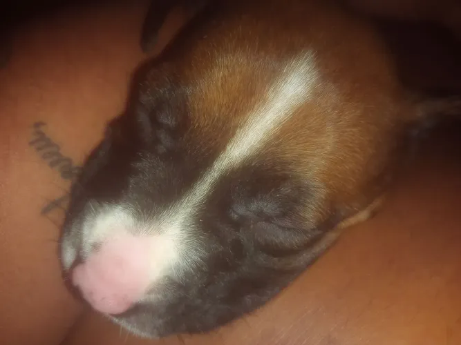 Vendo filhote de Pitbull