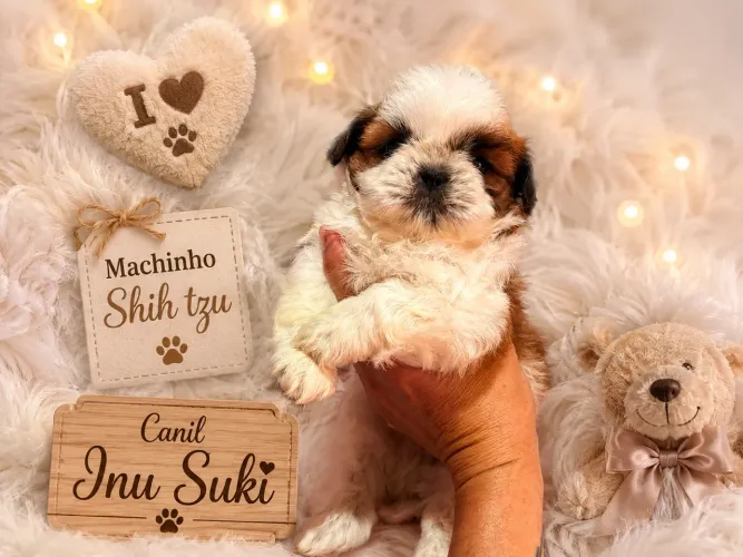 Machinhos Shih tzu com pedigree