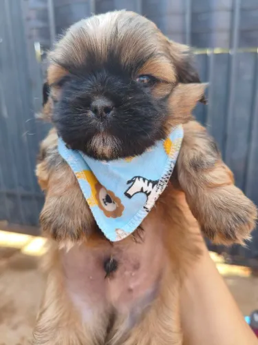 Shih-tzu