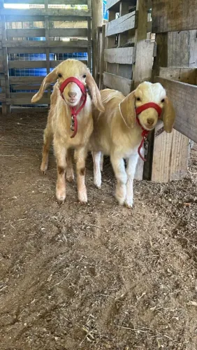 Vendo Cabras