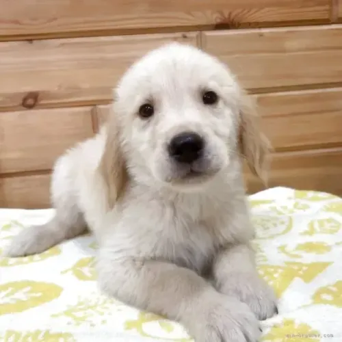 Bebezinho alegre e carinhoso Golden Retriever
