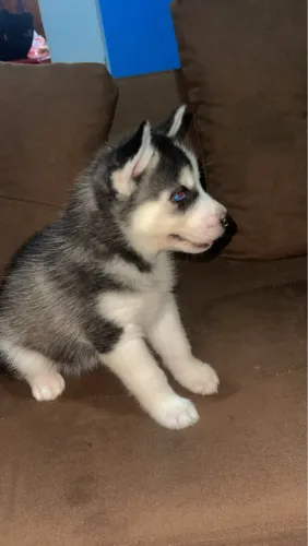 Husky siberiano 