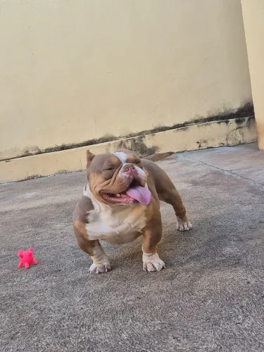 Venda american bully micro