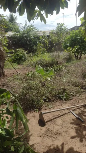 Limpeza de quintal