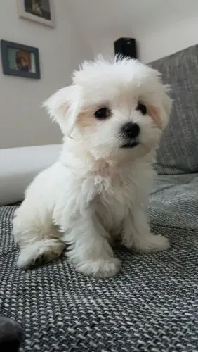 Maltês Uma fofura em busca de novo endereço