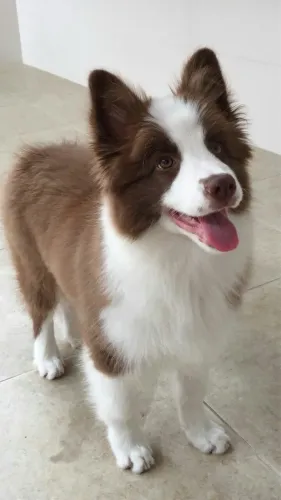 Border Collie Fêmea