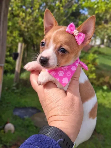 Encantadora filhote de Pinscher fêmea branca e bege