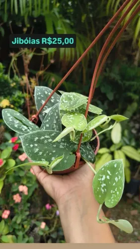 Plantas Jibóias