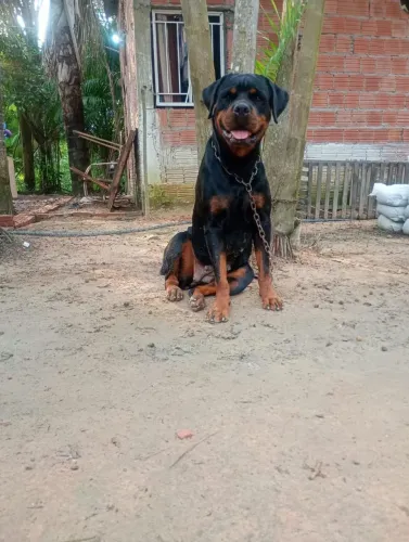Rotewalle femea com pedigree e micro chip