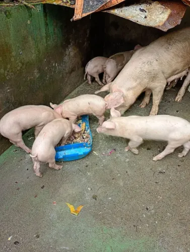 Vendo leitões fortes saudaves
