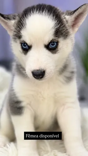 Husky seberiano