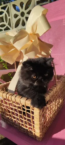 Black Persa