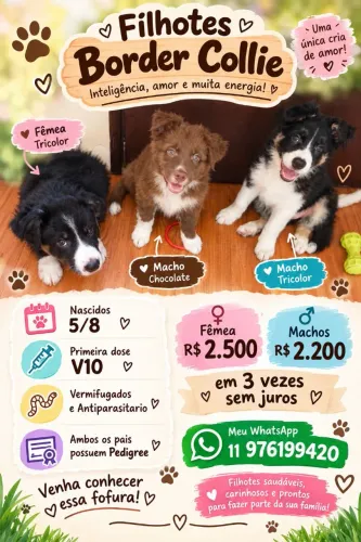 Border Collie Filhotes