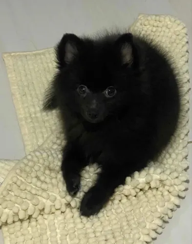 Spitz alemão anão ( para cruzamento)